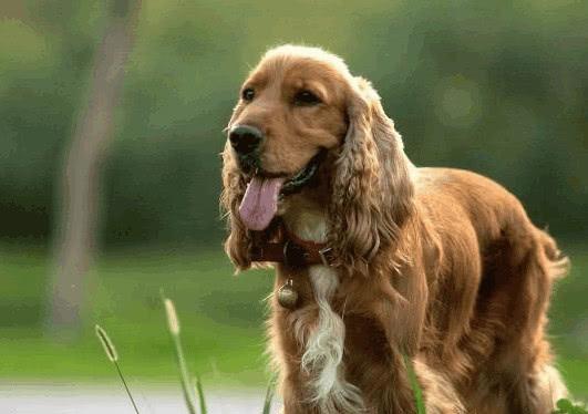 打造英国可卡犬的幸福生活（从饮食、健康到训练，让你的英国可卡犬生活更健康更愉快）