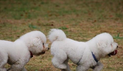 如何饲养卷毛寻回犬？（卷毛寻回犬饲养技巧和注意事项）