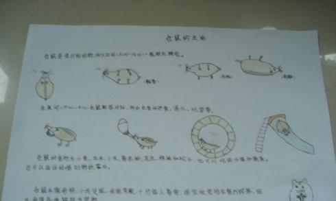 秦岭鼢鼠的科学饲养方法（从环境到饲料，一切为了宠物的健康）