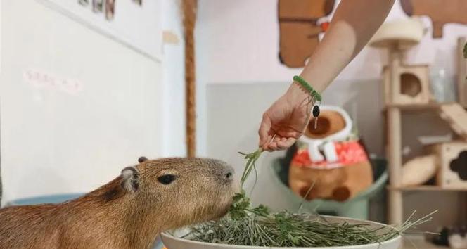 以哈白兔为宠物的饲养方法（详解哈白兔的食物、住所、健康和习性）