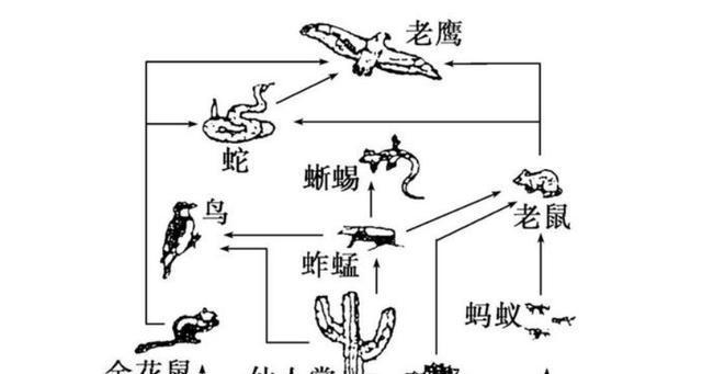 秦岭鼢鼠的饲养方法（科学饲养，培育健康）