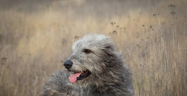 爱尔兰猎狼犬的饲养指南（关注这些细节，让你的爱犬健康快乐）