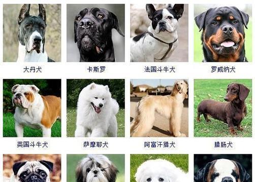 爱心养犬，用心相伴——以卷毛寻回猎犬的饲养方法（培养健康性格，增进亲子情感）