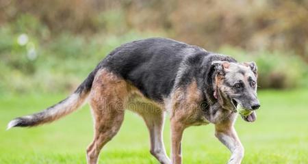 比利时玛利诺犬的饲养方法（打造忠诚、勇敢、智慧的宠物伙伴）