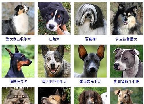 梗饲养全指南（科学养犬，让梗健康成长）