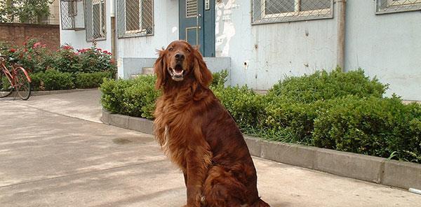 如何正确饲养哥顿雪达犬（让你的哥顿雪达犬健康快乐的生活）