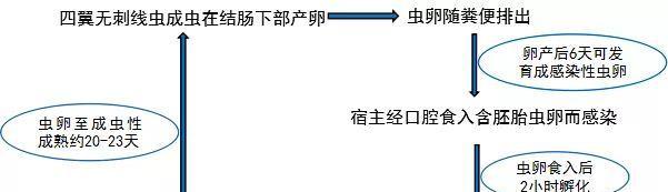 秦岭鼢鼠饲养方法详解（如何科学养殖秦岭鼢鼠？）