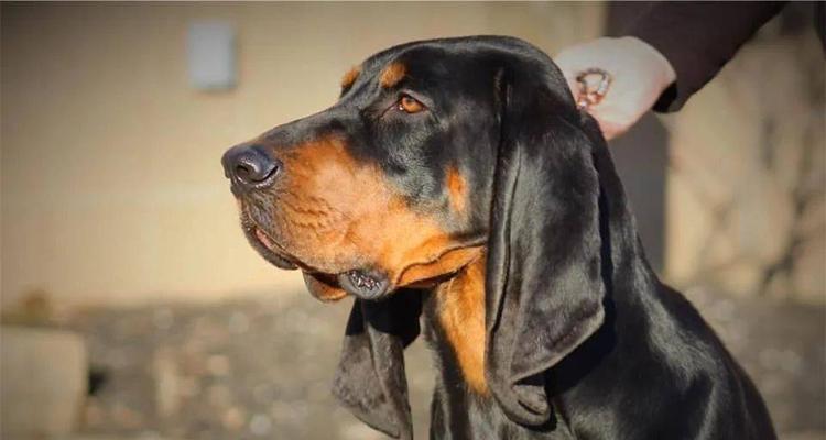 黑褐猎浣熊犬的饲养方法（了解黑褐猎浣熊犬的习性和健康需求）