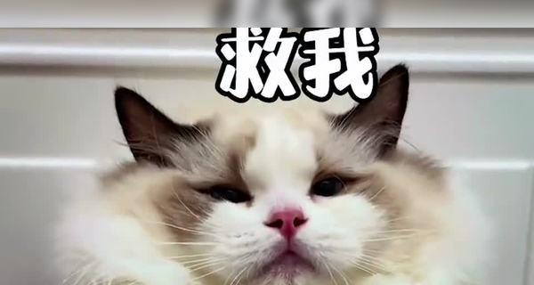 猫咪被主人壁咚意味着什么？（探究猫咪壁咚行为的原因和含义）