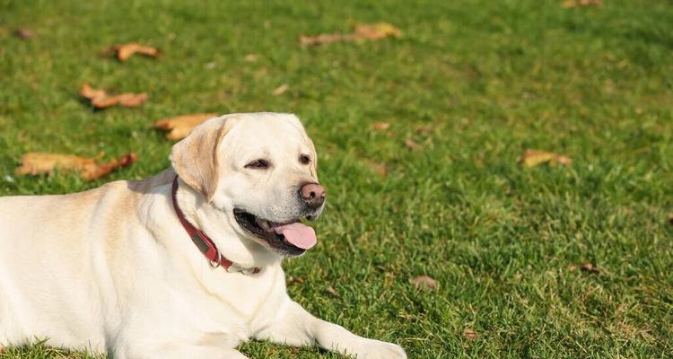 如何训练金毛犬站姿（打造优雅的金毛犬）