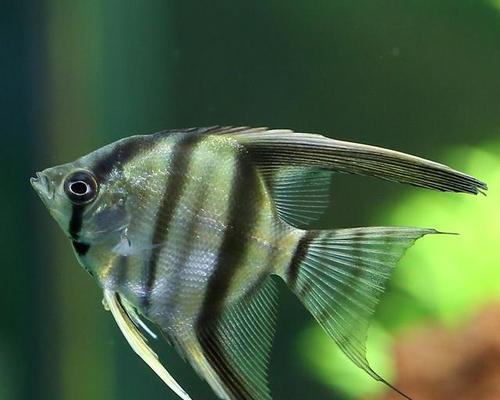 七彩神仙鱼的饲养方法（打造迷人水族箱，关注饲养技巧）