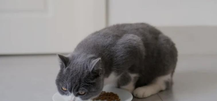 猫咪夏季食欲不振，怎么办？（提升猫咪夏季食欲的方法，为宠物健康护航）