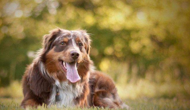 如何科学饲养澳大利亚牧羊犬