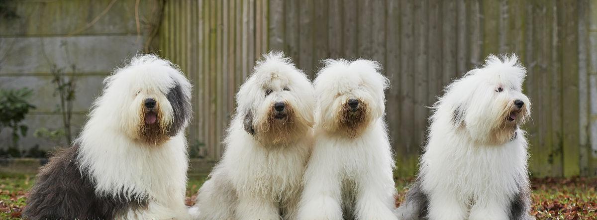 古代英国牧羊犬的饲养方法（了解这个优秀的牧羊犬品种的养殖秘籍，以及如何保证其生活和健康）