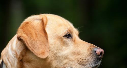 巴色特犬的饲养方法（了解巴色特犬，为它们提供健康的生活）