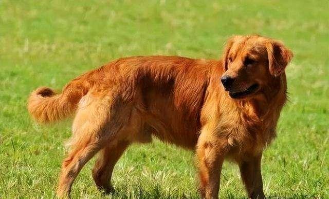 金毛犬的饲养与教育（一只金毛犬的成长之路）