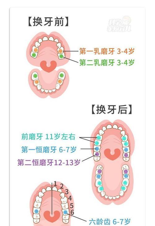 如何饲养新英格兰棉尾兔？（掌握新英格兰棉尾兔的饲养技巧，打造健康快乐的兔子生活）