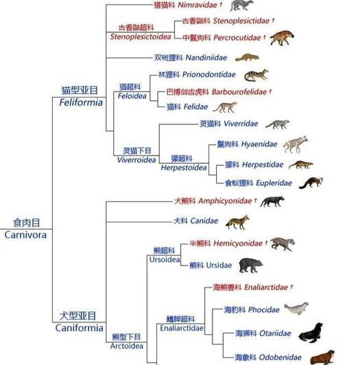 哥威斯犬饲养指南（了解哥威斯犬，从饲养开始）