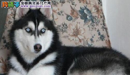 如何饲养英国斗牛犬（关注健康，懂得训练，打造快乐的生活）