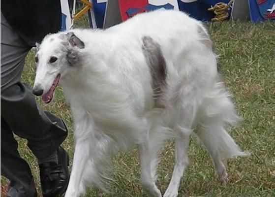 如何正确饲养苏俄猎狼犬（以宠物为主，健康快乐成长的关键是什么）