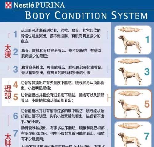 包兰格海角陆龟的饲养方法（科学饲养，营造家一样的温暖）