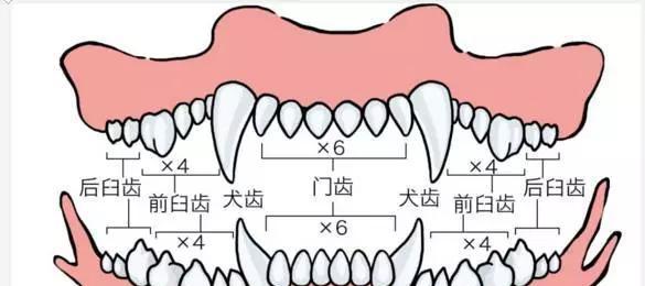 如何饲养健康快乐的威尔士梗（了解威尔士梗的品种特点与生活习性，让你的宠物健康成长）