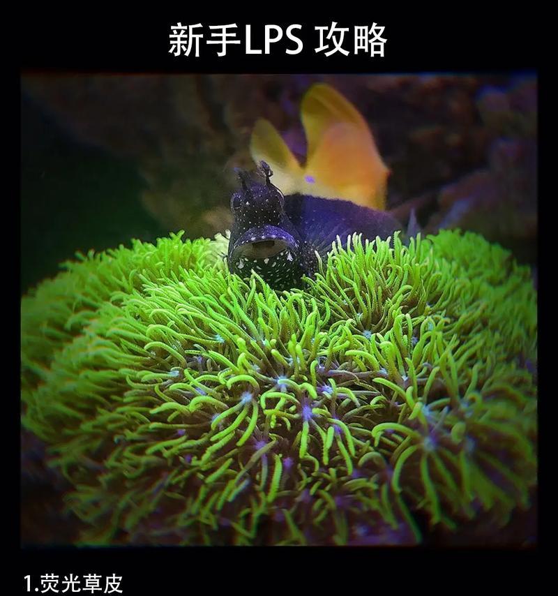 金边透红小丑鱼的饲养全指南（打造漂亮水族箱的秘诀）