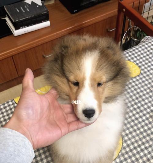 喜乐蒂牧羊犬的饲养方法（掌握这些技巧，让你的牧羊犬健康快乐成长）