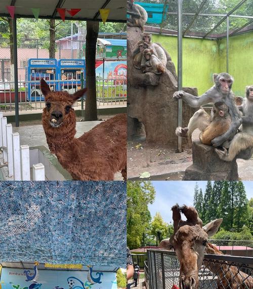 如何正确饲养松鼠猴？（关注松鼠猴的饮食、环境、健康，提供细心呵护）