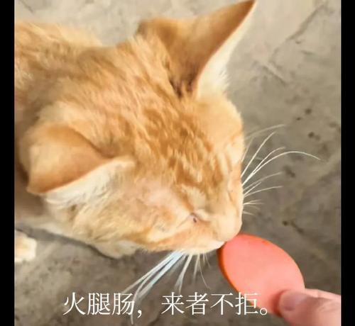 中华田园猫饲养指南（以家庭为基础的猫咪护理）