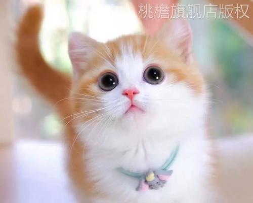 中华田园猫的饲养方法（让你的猫咪健康快乐生活）