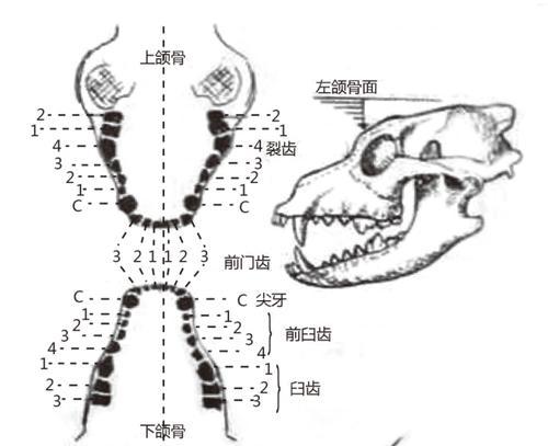 哥威斯犬的饲养方法（如何让你的哥威斯犬健康快乐成长）