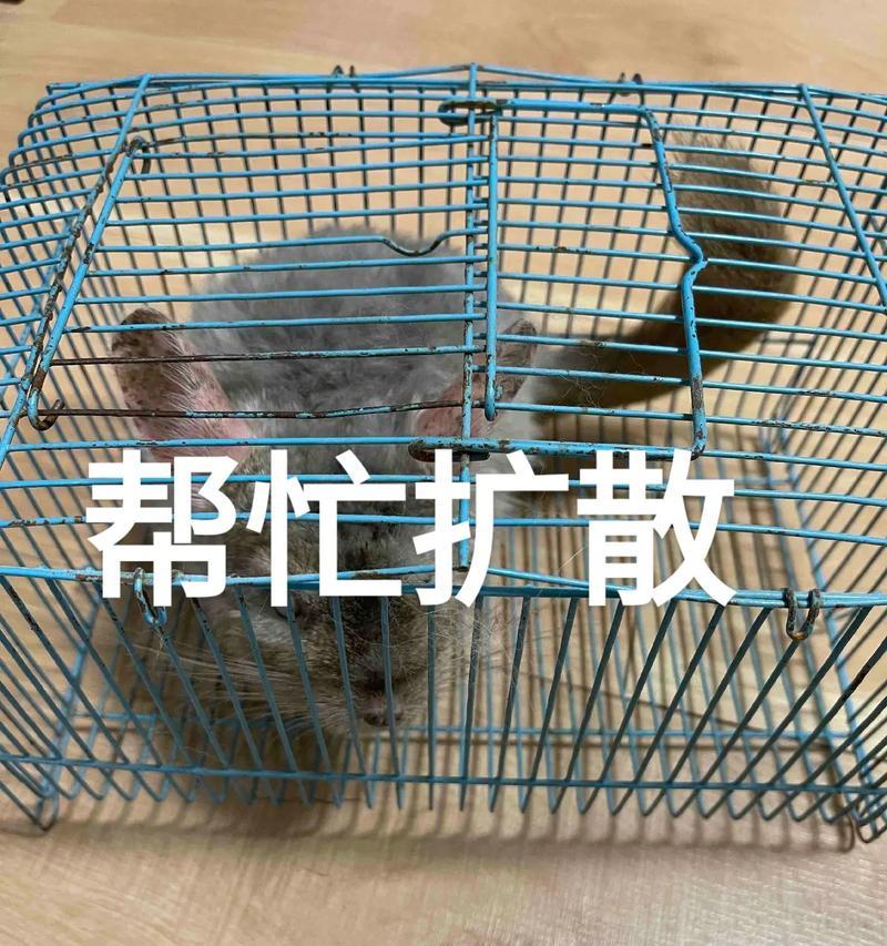 纯白龙猫的饲养方法（打造一个健康快乐的小白）