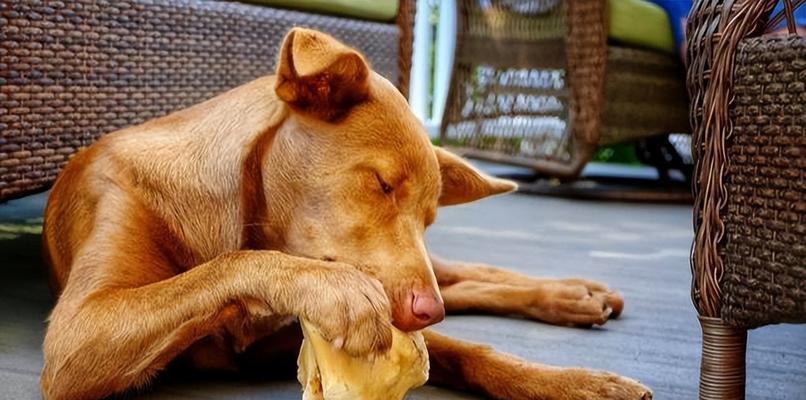 给狗狗提供“人间鲜美”，越吃越健康的食物！（为你的爱犬提供富有营养的美味佳肴，让它健康成长）