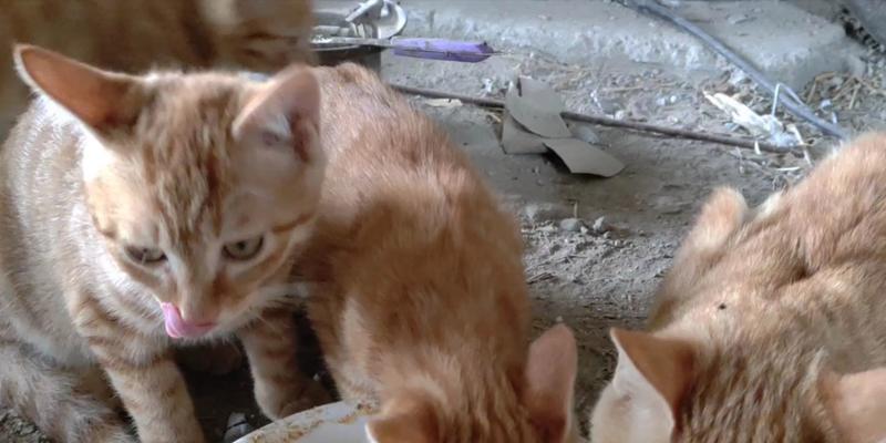 小猫不能常吃鸡肝！过量食用易患维生素A中毒症（猫咪的健康之路需慎选食物，鸡肝需适度使用）