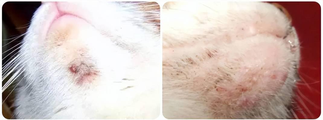 猫咪毛囊炎（了解猫咪毛囊炎的原因及其治疗方法）