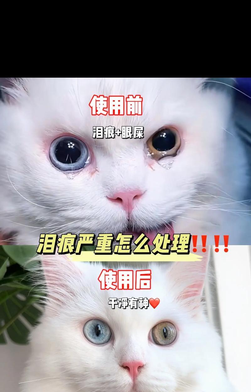 猫咪泪痕的成因及处理方法（了解泪痕的来龙去脉，有效处理猫咪泪痕问题）
