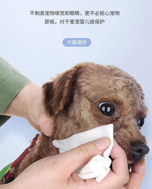 狗狗为什么喜欢撕咬纸巾？（如何避免狗狗撕咬纸巾）