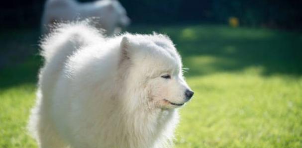 饲养萨摩耶犬的人必备特征（你真的适合养萨摩耶犬吗？）