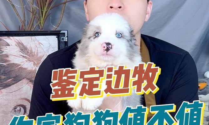 新手如何挑选一只品相好的边牧？（边牧选购指南）