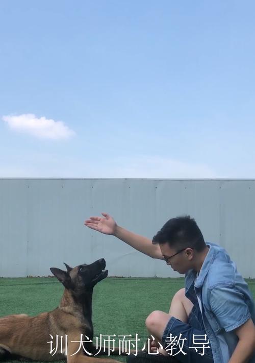 让狗狗乖乖跟着主人散步的3个技巧（训犬师教你如何训练狗狗的行走礼仪）
