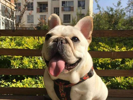 法斗疾病防控指南（铲屎官必读，宠物健康从预防开始）