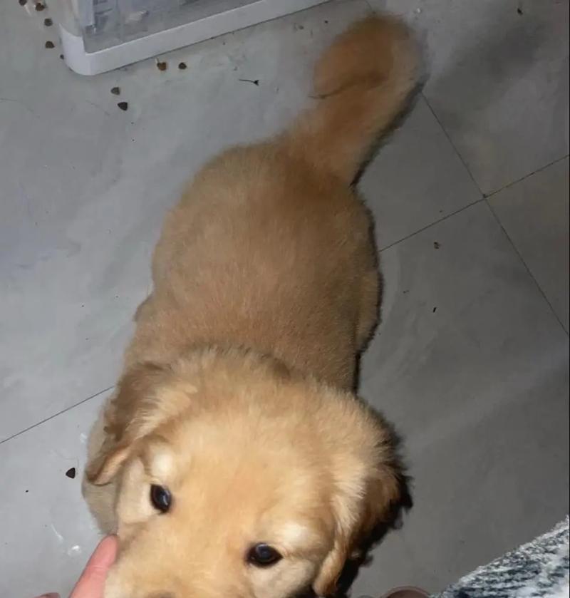 如何喂养和照顾1个多月的金毛幼犬