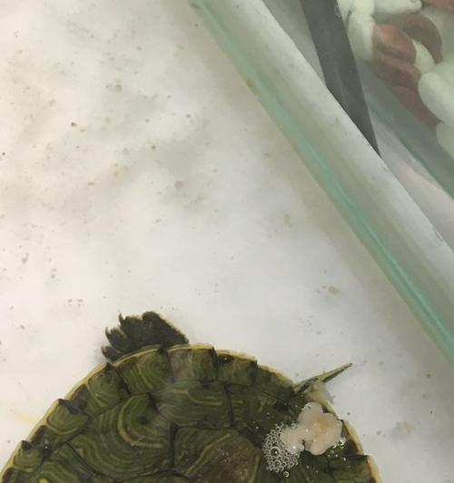 乌龟肠炎的治疗方法（乌龟肠炎症状、诊断和常用治疗方法）