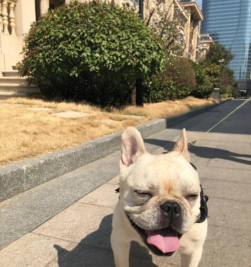 狗狗洗澡频繁反而会导致皮肤病？（科学指导下，适宜洗澡频率）