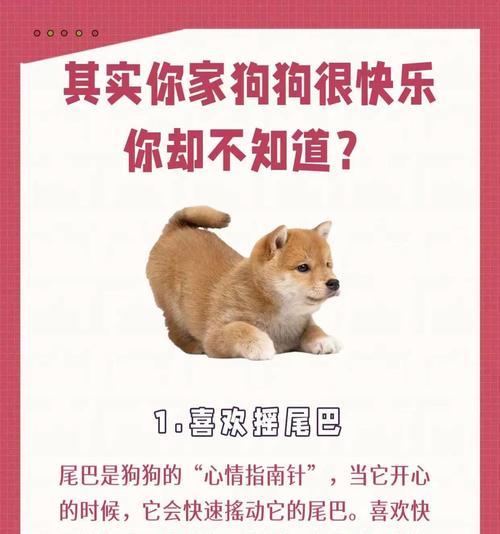了解你家狗狗的秘密（揭示狗狗冷知识，让你更亲近与理解你的宠物）