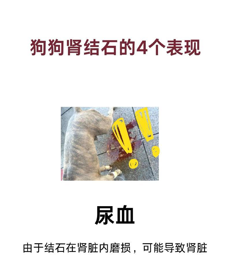 狗狗尿中有血，这意味着什么？（了解狗狗尿血的原因和处理方法）