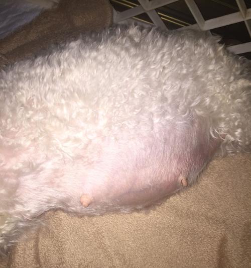 狗狗意外怀孕？如何避免意外的繁殖问题（保护您的毛茸宝贝，避免意外的狗狗怀孕困扰）