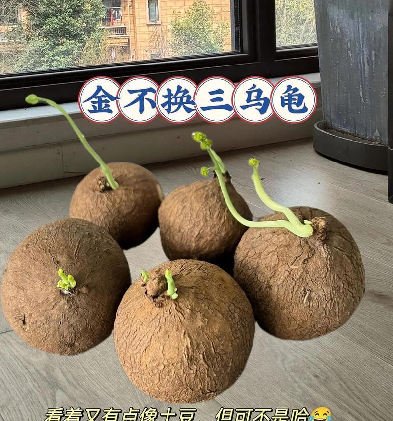乌龟的性别分辨方法及其养殖要点（乌龟性别辨识技巧和饲养要点详解）