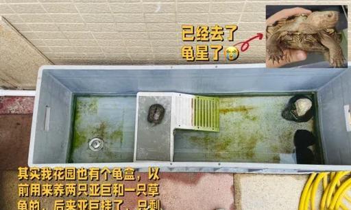乌龟家养攻略，省心养护全指南（乌龟家养的小技巧，让你轻松享受养龟的乐趣）